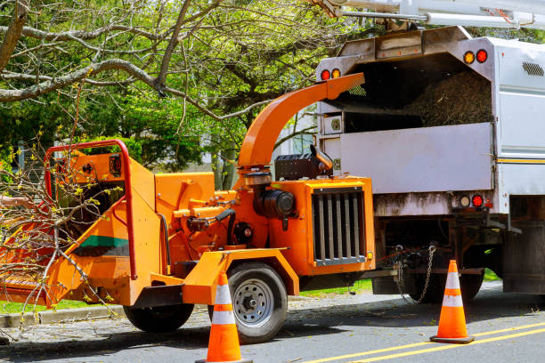 How Our Tree Care Process Works  in Bronte, TX